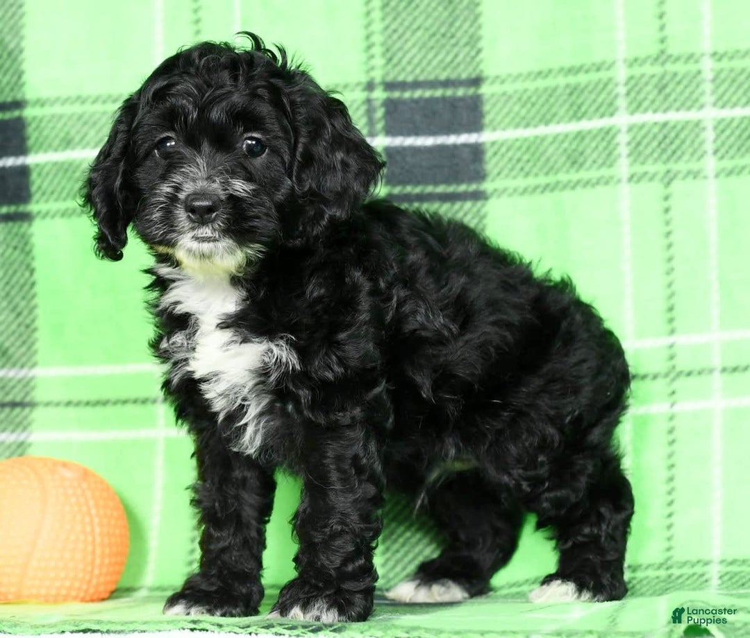Cockapoo dogs for sale: Vance - Image 6