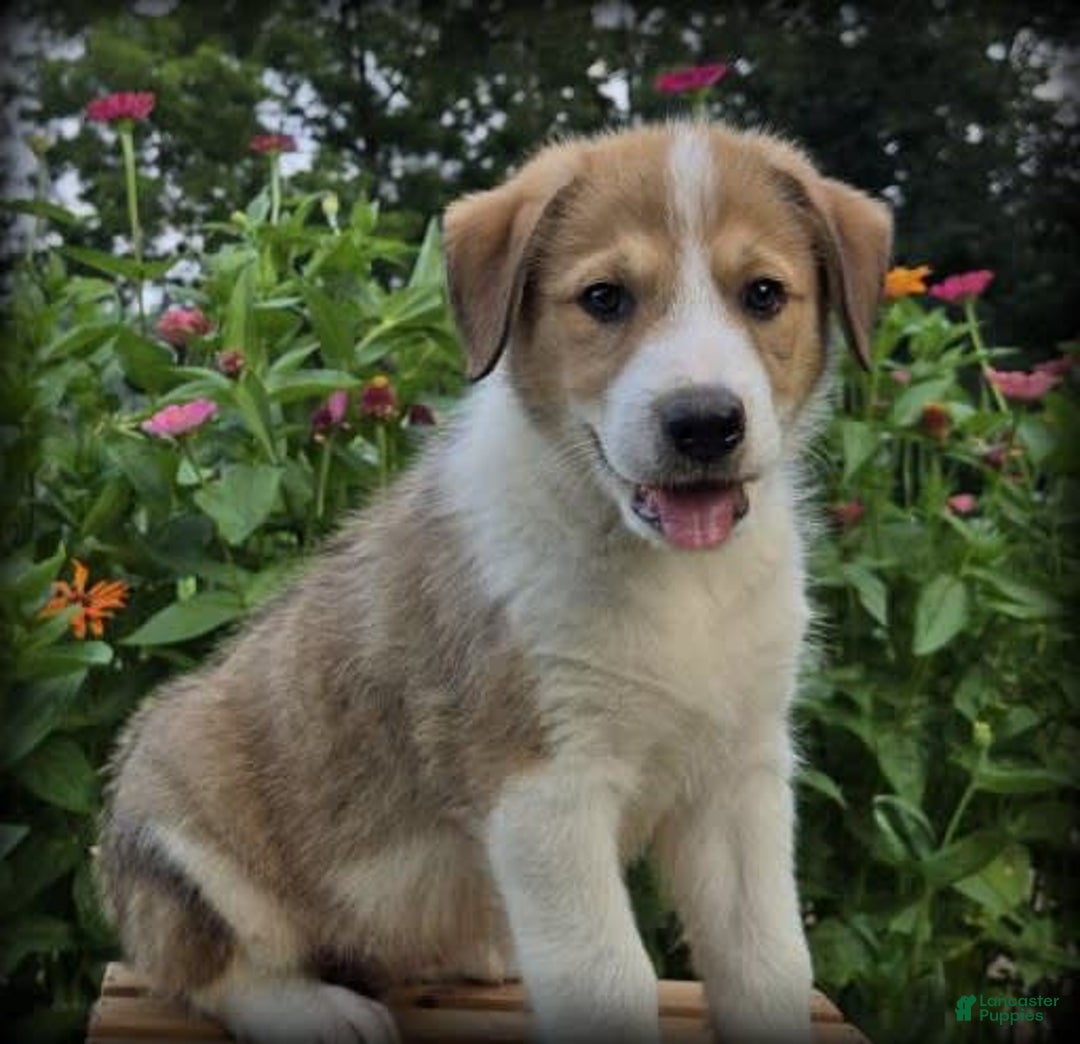 Great Pyrenees dogs for sale: Will - Image 2