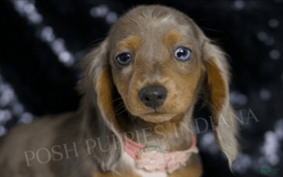 Miniature Dachshund dogs for sale: Lani - Image 4