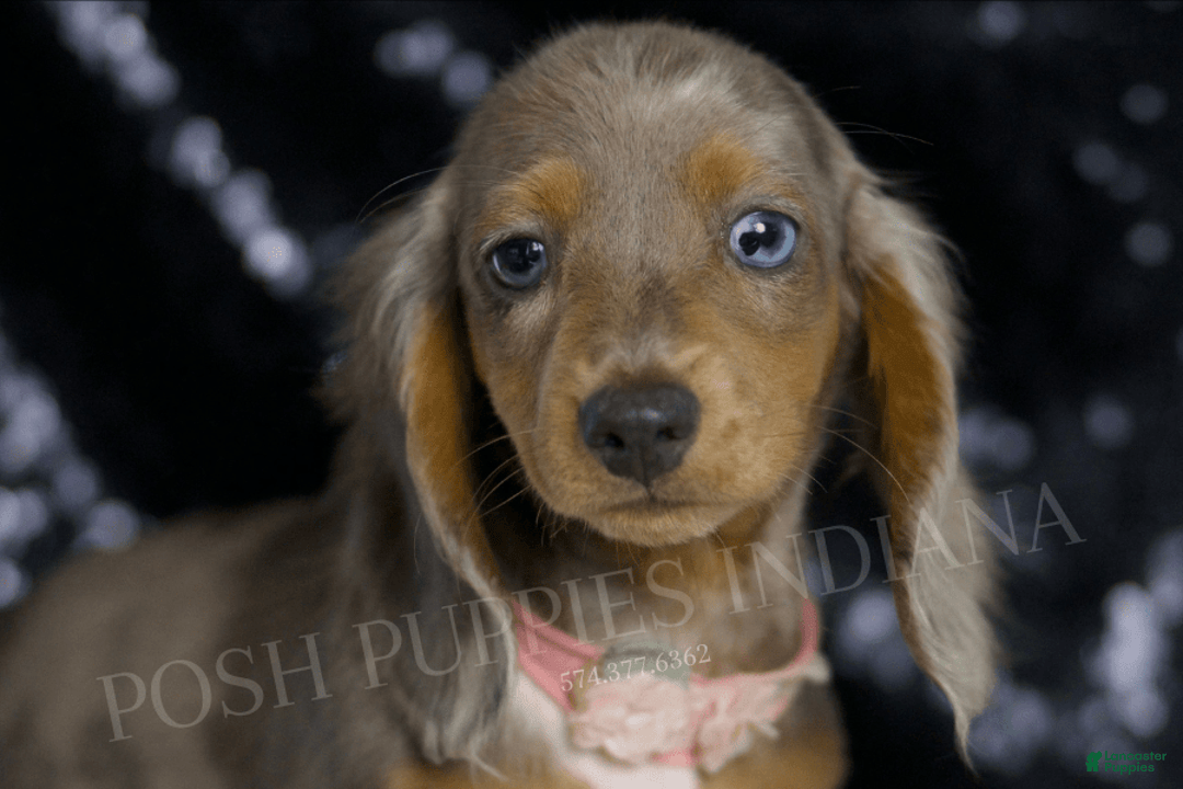 Miniature Dachshund dogs for sale: Lani - Image 4