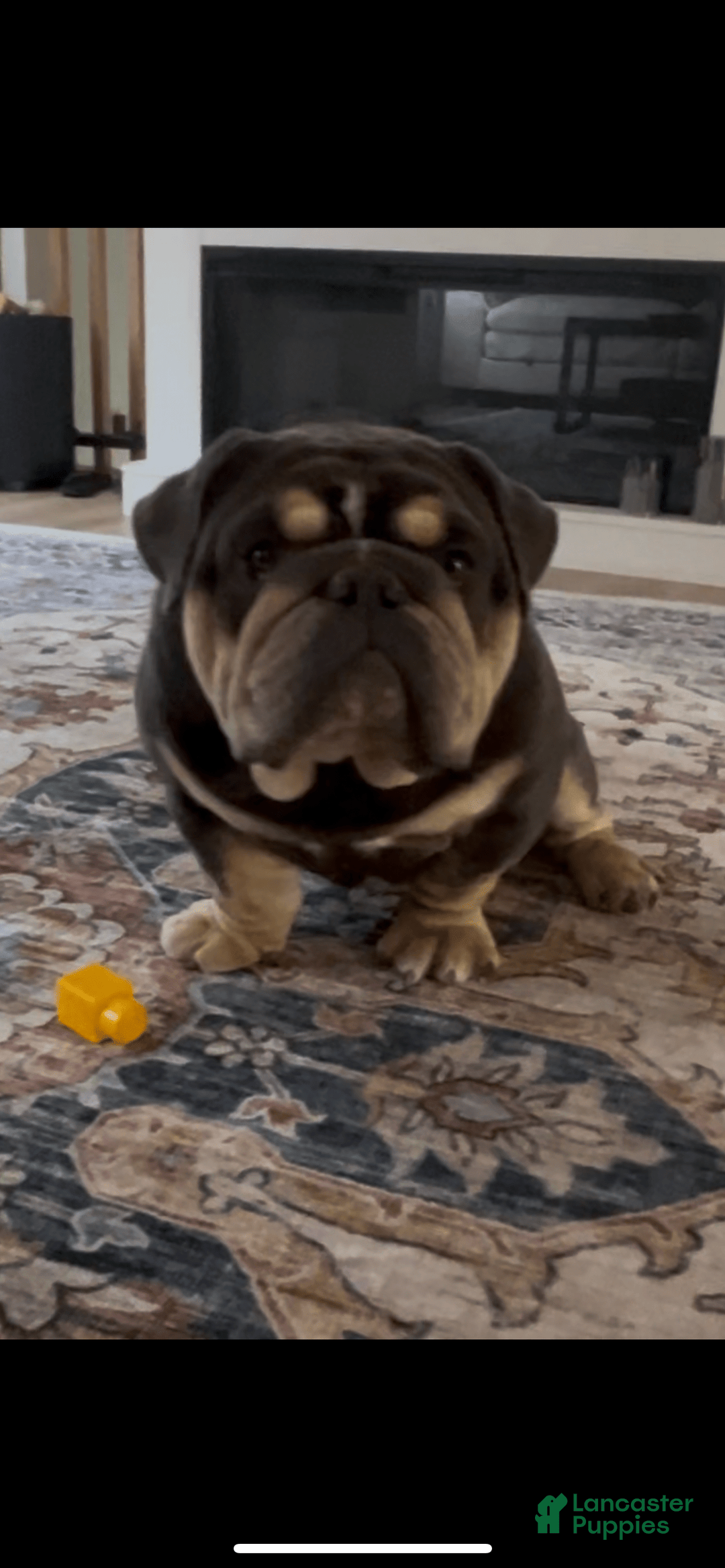 English Bulldog dogs for sale: Meaty - Image 2