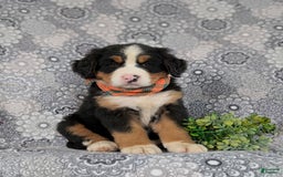 Bernese Mountain Dog dogs for sale: Fletcher - Image 9