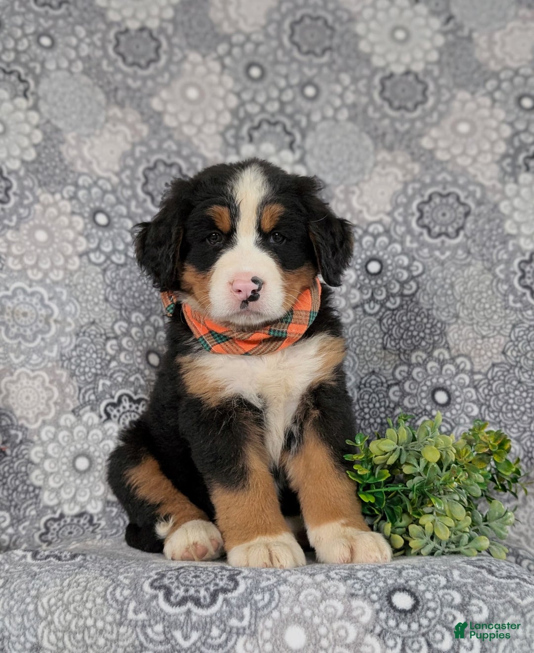 Bernese Mountain Dog dogs for sale: Fletcher - Image 9