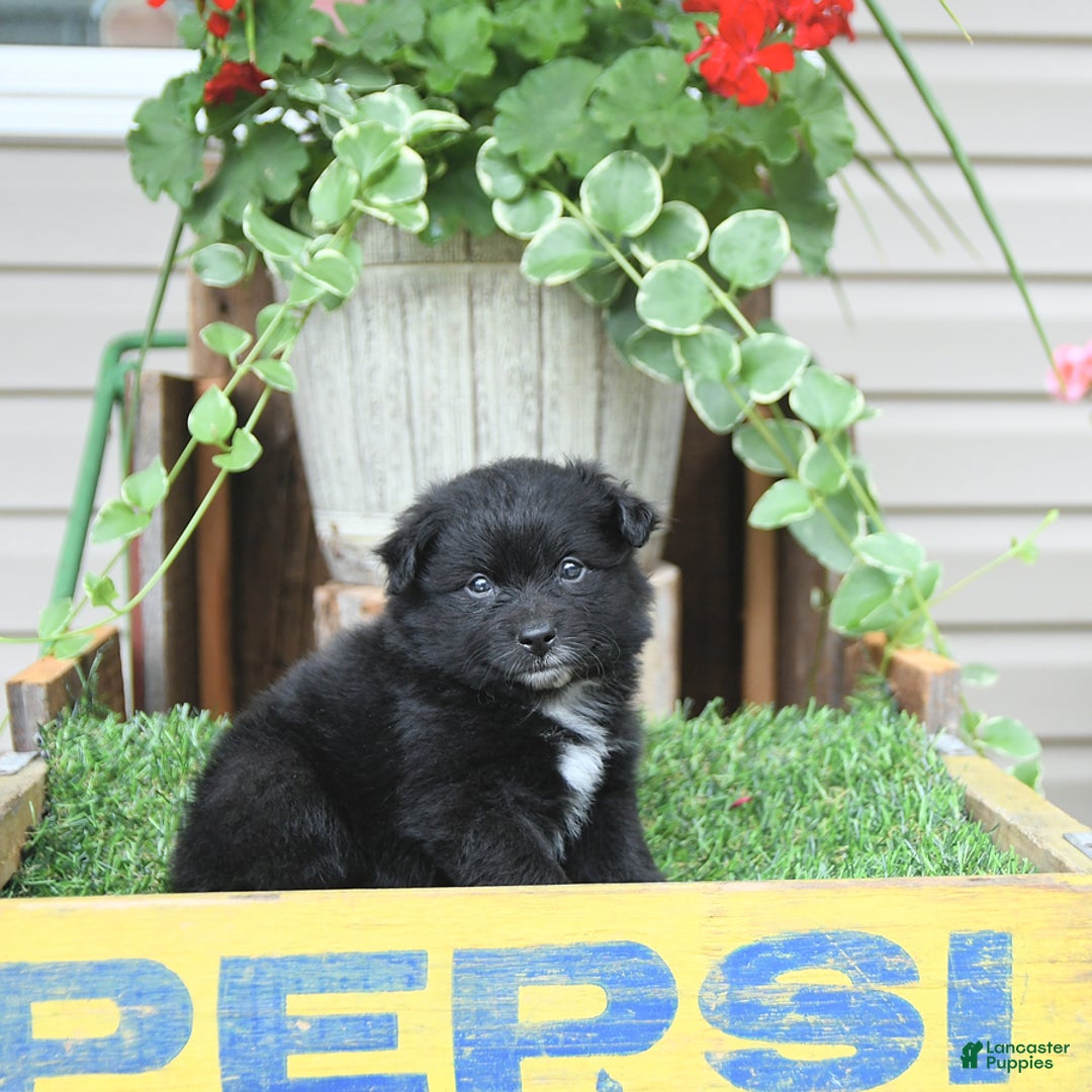 Pomeranian dogs for sale: Andre - Image 3