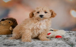 Bichpoo dogs for sale: Jenny - Image 6