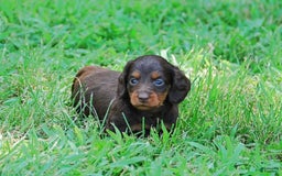 Dachshund dogs for sale: Akc Dixie - Image 7