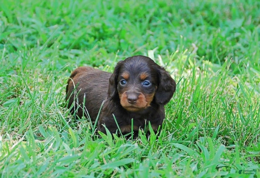 Dachshund dogs for sale: Akc Dixie - Image 7