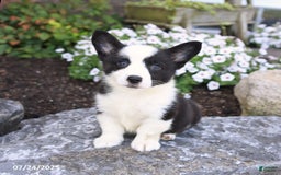Welsh Corgi Pembroke dogs for sale: Irena - Image 5