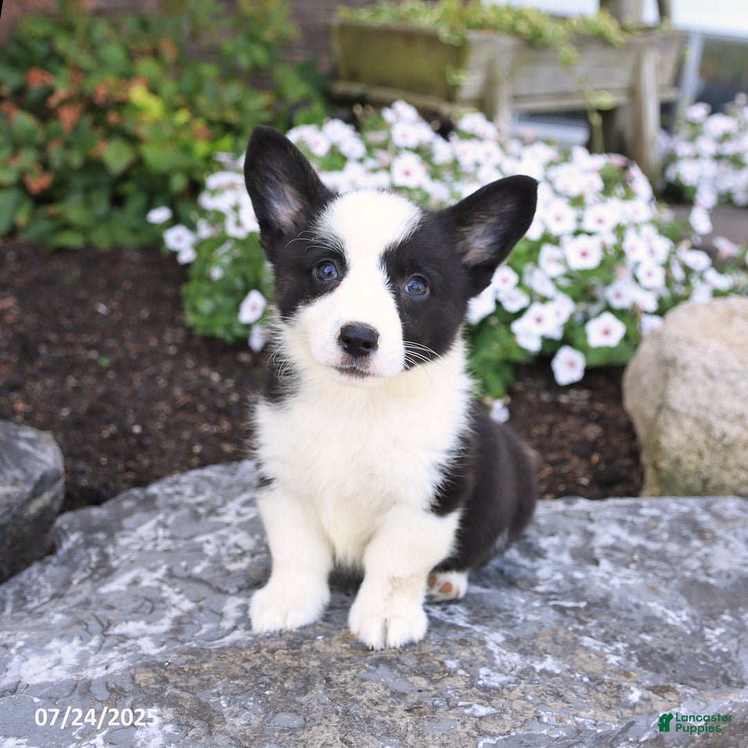 Welsh Corgi Pembroke dogs for sale: Irena - Image 5