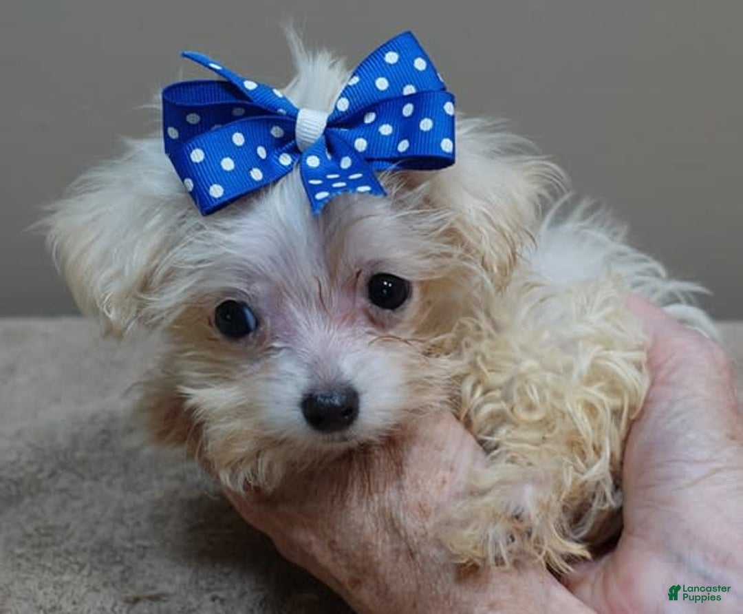 Maltipoo dogs for sale: micro teacup 1 lb 7 ozs - Image 5