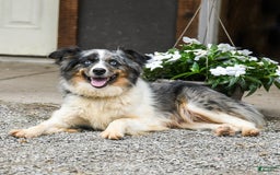Miniature Australian Shepherd dogs for sale: Daisy - Image 6