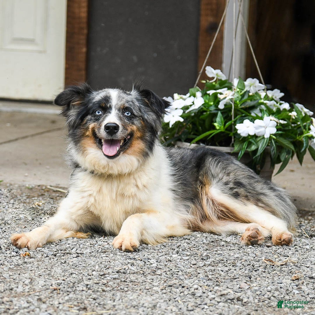 Miniature Australian Shepherd dogs for sale: Daisy - Image 6
