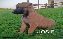Belgian Malinois dogs for sale: Josie - Image 3