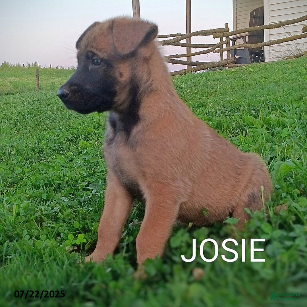 Belgian Malinois dogs for sale: Josie - Image 3