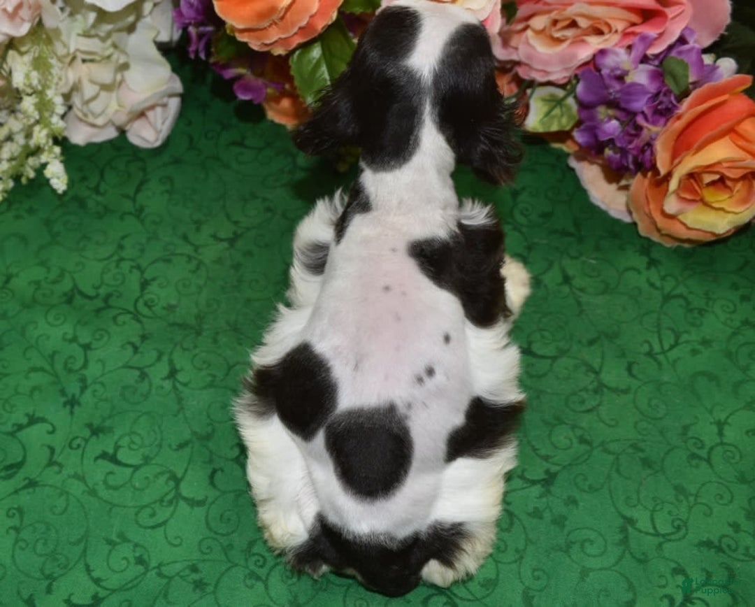 Cocker Spaniel dogs for sale: Bellachocolatetanparticockerpuppy - Image 5