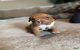 American Bully dogs for sale: No Name - Image 4