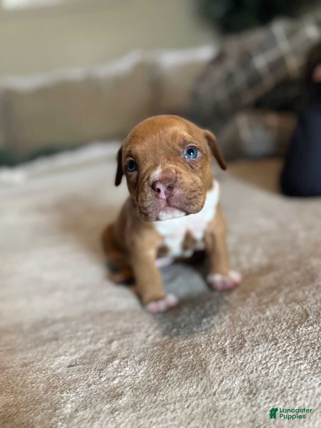 American Bully dogs for sale: No Name - Image 4