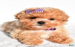 Maltipoo dogs for sale: Maltipoo 2 puppies - Image 6
