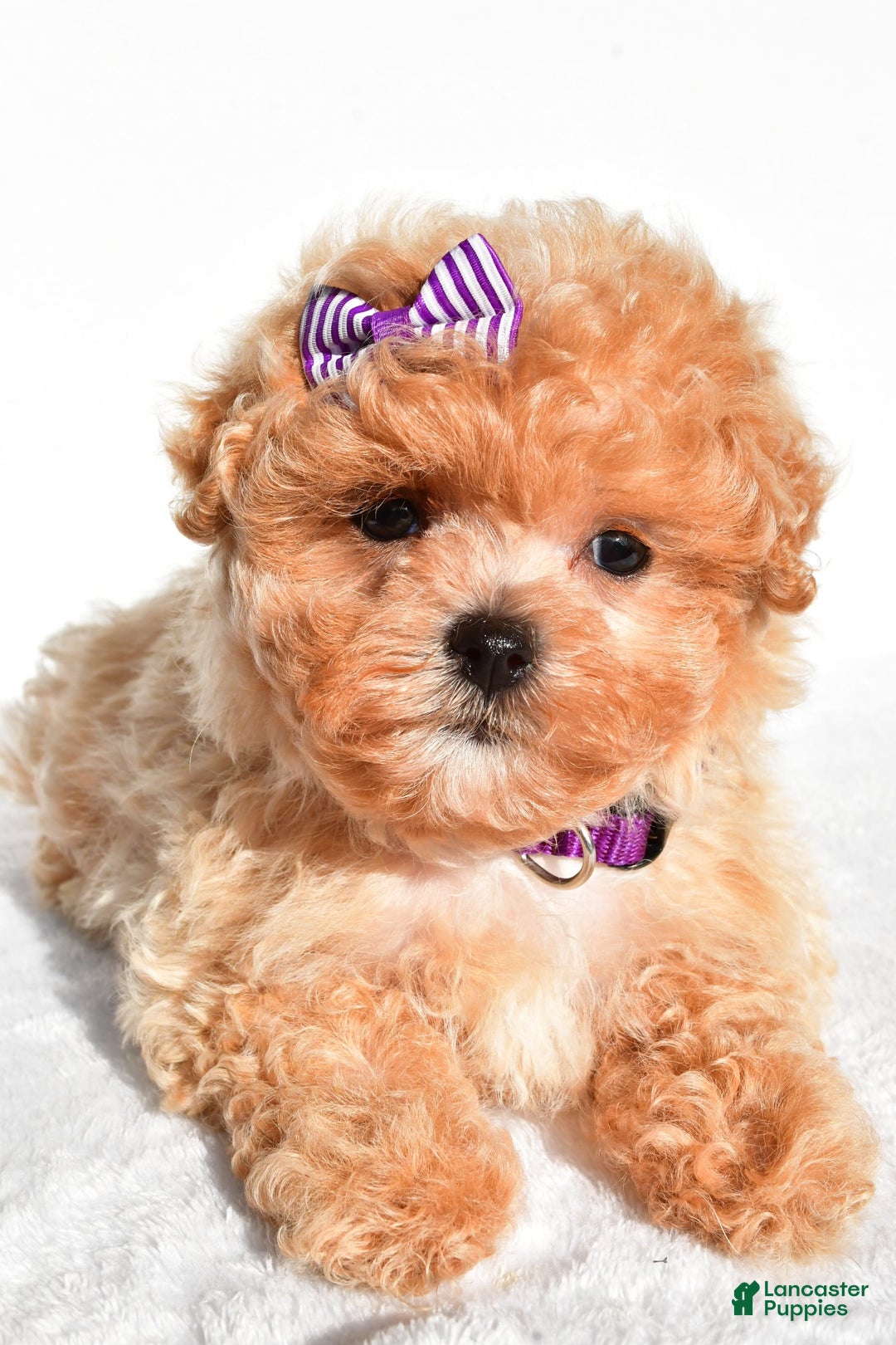 Maltipoo dogs for sale: Maltipoo 2 puppies - Image 6