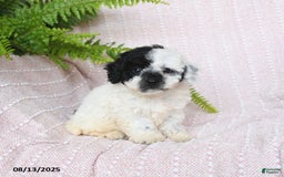 Miniature Poodle dogs for sale: Haven - Image 4