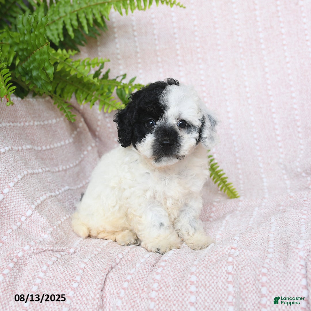 Miniature Poodle dogs for sale: Haven - Image 4