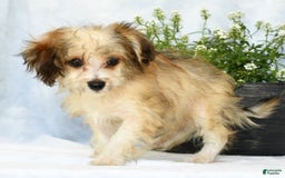 Havapoo dogs for sale: Owen - Image 1