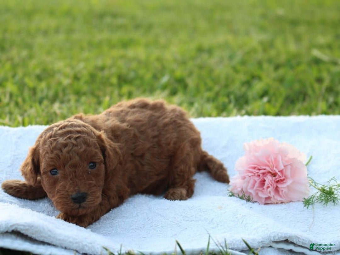 Miniature Poodle dogs for sale: Aleah - Image 9