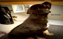 Belgian Malinois dogs for sale: Britta - Image 1