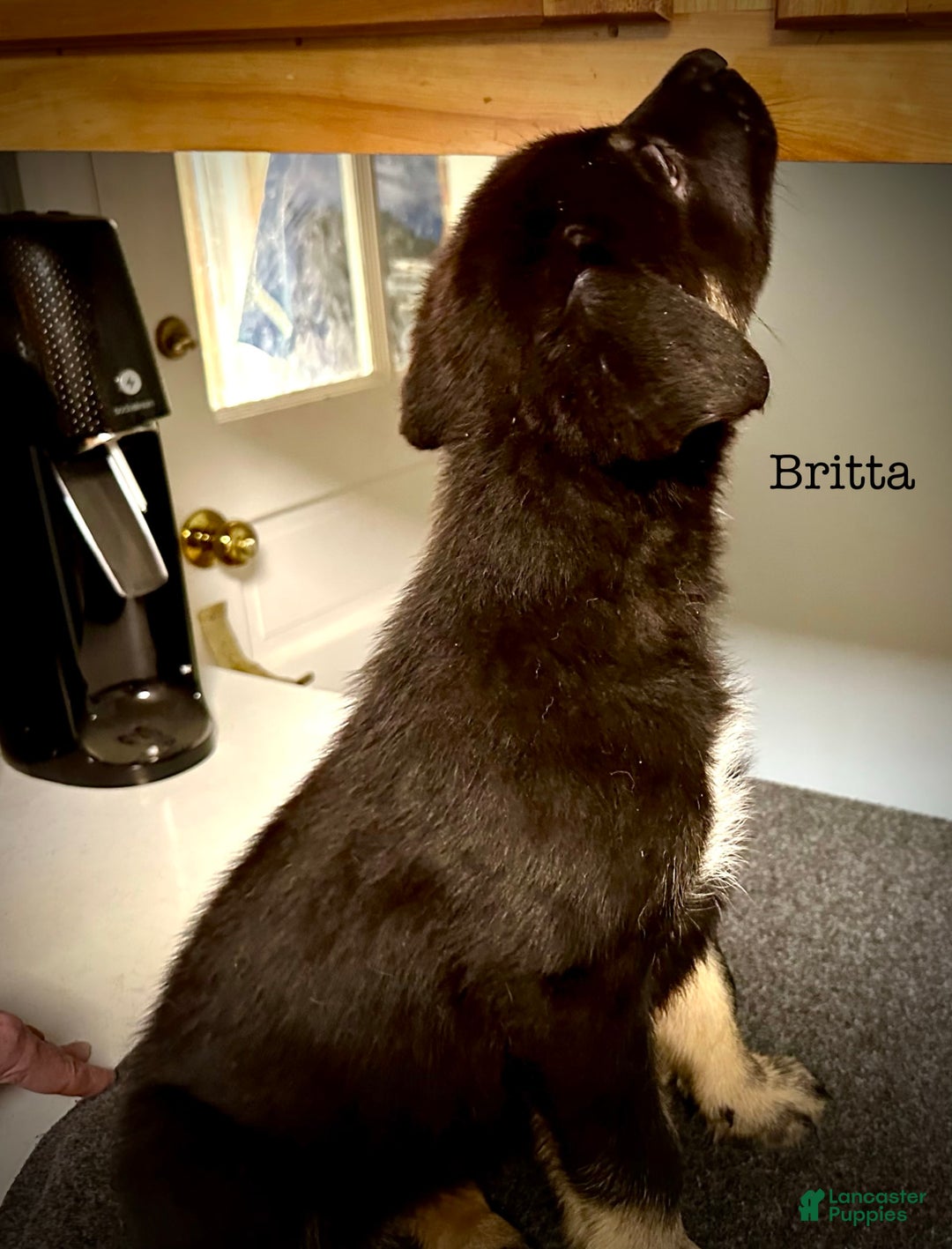 Belgian Malinois dogs for sale: Britta - Image 1