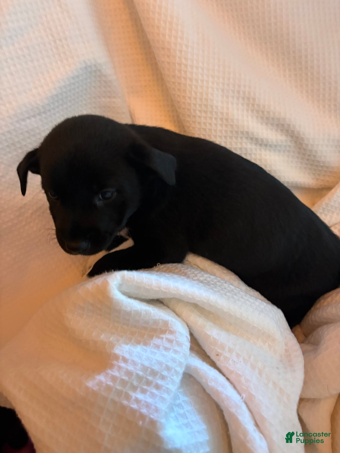 Shiba Inu dogs for sale: Asa - Image 3