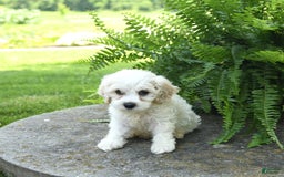 Cavachon dogs for sale: Owen - Image 1