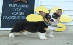 Welsh Corgi Pembroke dogs for sale: Muffin - Image 1