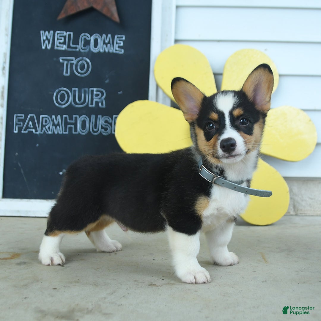 Welsh Corgi Pembroke dogs for sale: Muffin - Image 1