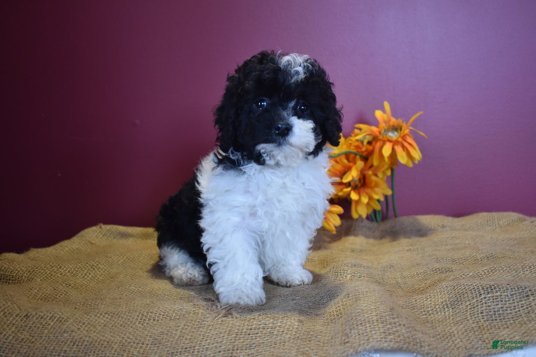 Cavapoo dogs for sale: Jasmine - Image 5