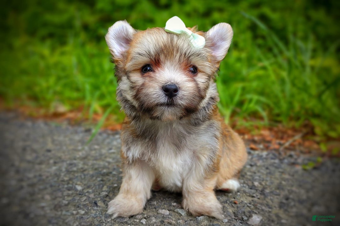 Morkie dogs for sale: Rare Babydoll Spark - Image 11