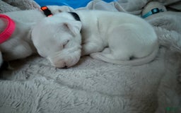 Dogo Argentino dogs for sale: M1 - Image 9