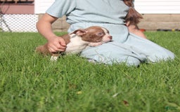Boston Terrier dogs for sale: Sugar - Image 9