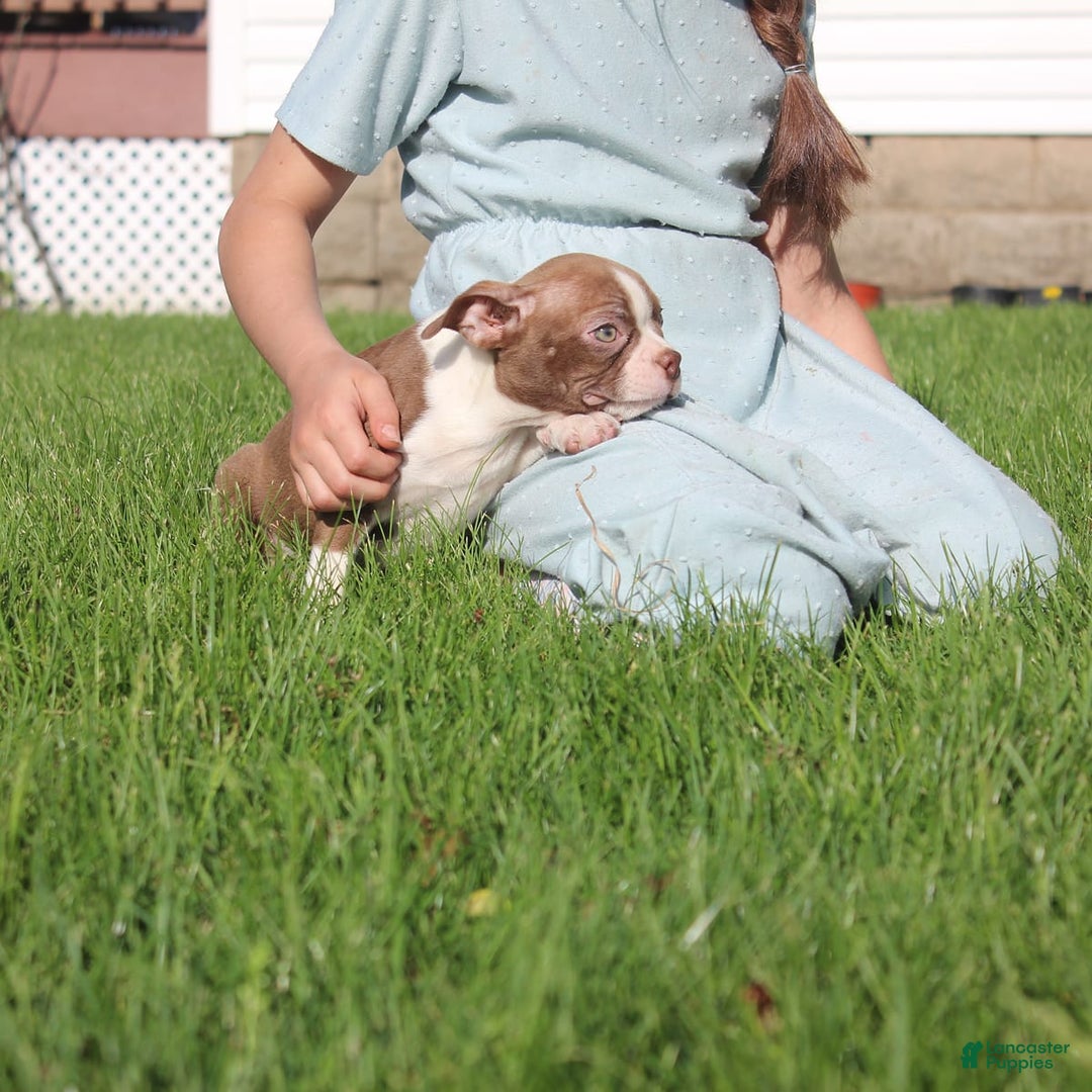 Boston Terrier dogs for sale: Sugar - Image 9