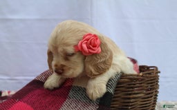 Cocker Spaniel dogs for sale: Riley - Image 2