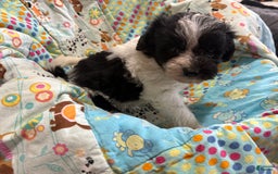  dogs for sale: Hannah - Image 1