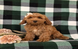 Cockapoo dogs for sale: Egypt - Image 8