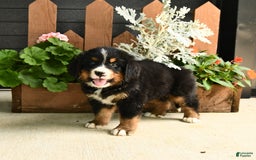 Bernese Mountain Dog dogs for sale: Meadow - Image 6