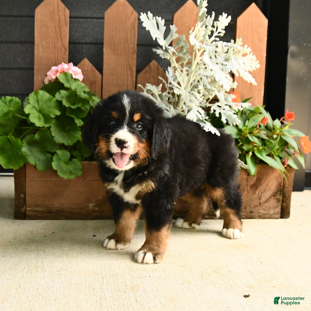 Bernese Mountain Dog dogs for sale: Meadow - Image 6