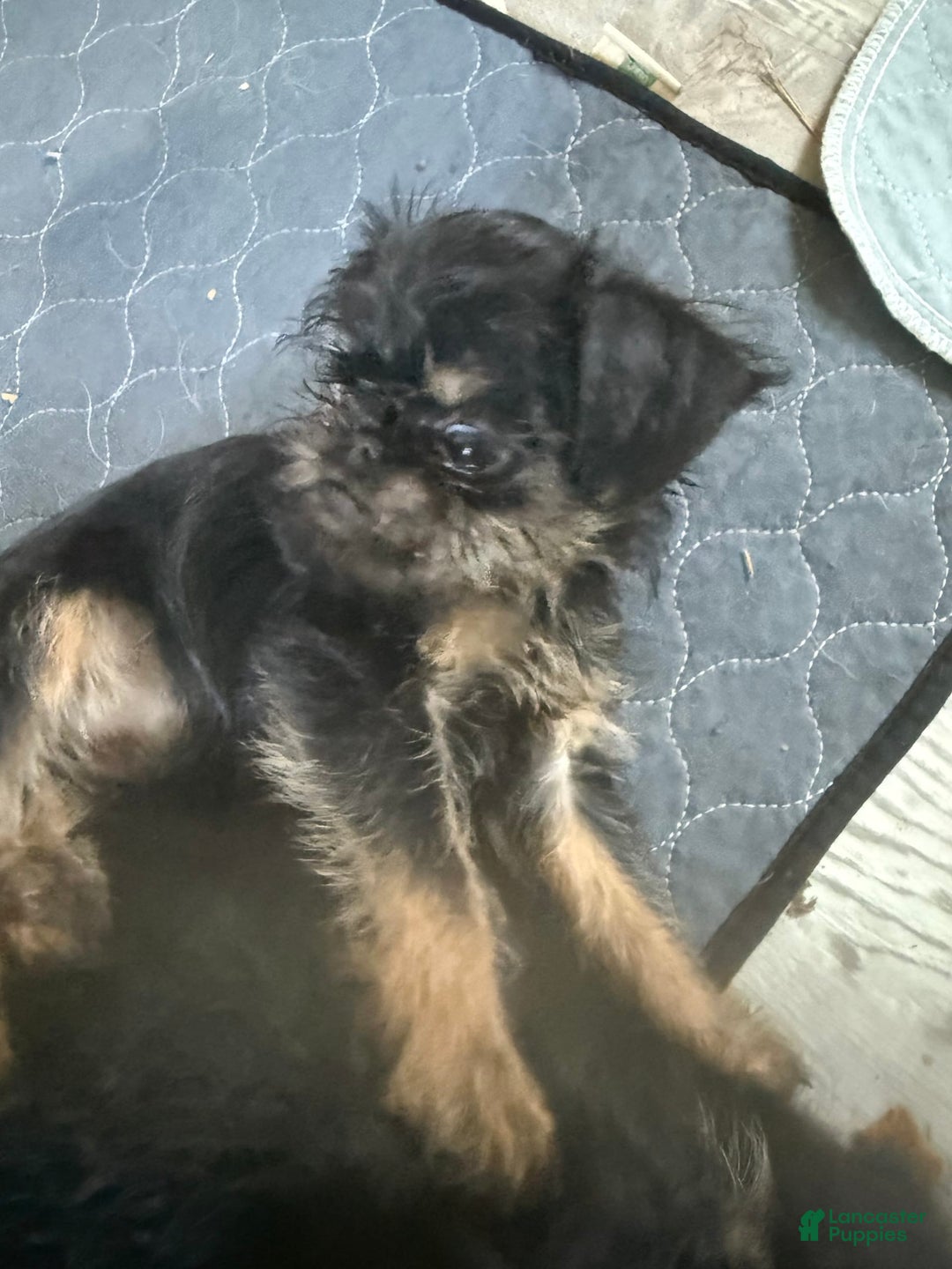 Brussels Griffon dogs for sale: Gary - Image 3