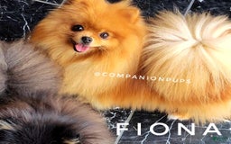 Pomeranian dogs for sale: Wish Bear - Image 12