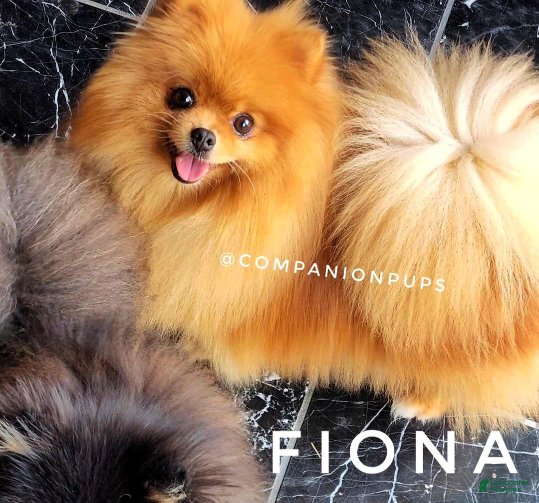 Pomeranian dogs for sale: Wish Bear - Image 12