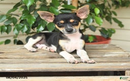 Rat Terrier dogs for sale: Rover - Image 3