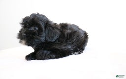Shihpoo dogs for sale: Luna - Image 5