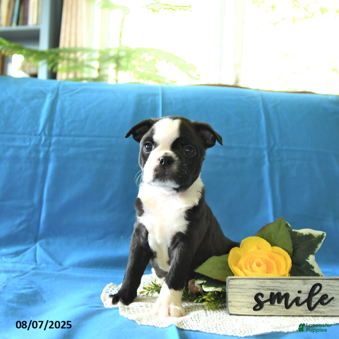 Boston Terrier dogs for sale: Landon - Image 5