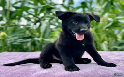 German Shepherd dogs for sale: Ember - Image 6